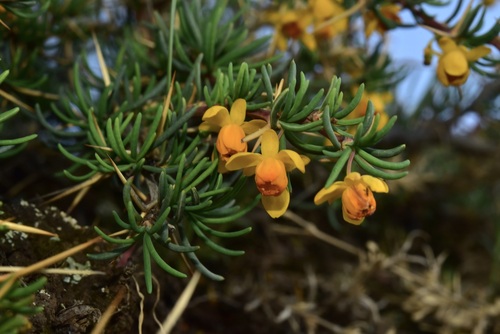 Berberis empetrifolia