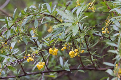 Berberis fendleri (Colorado barberry) — photo