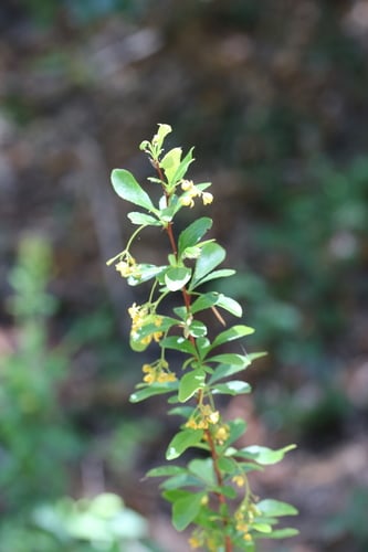 Berberis fendleri (Colorado barberry) — photo