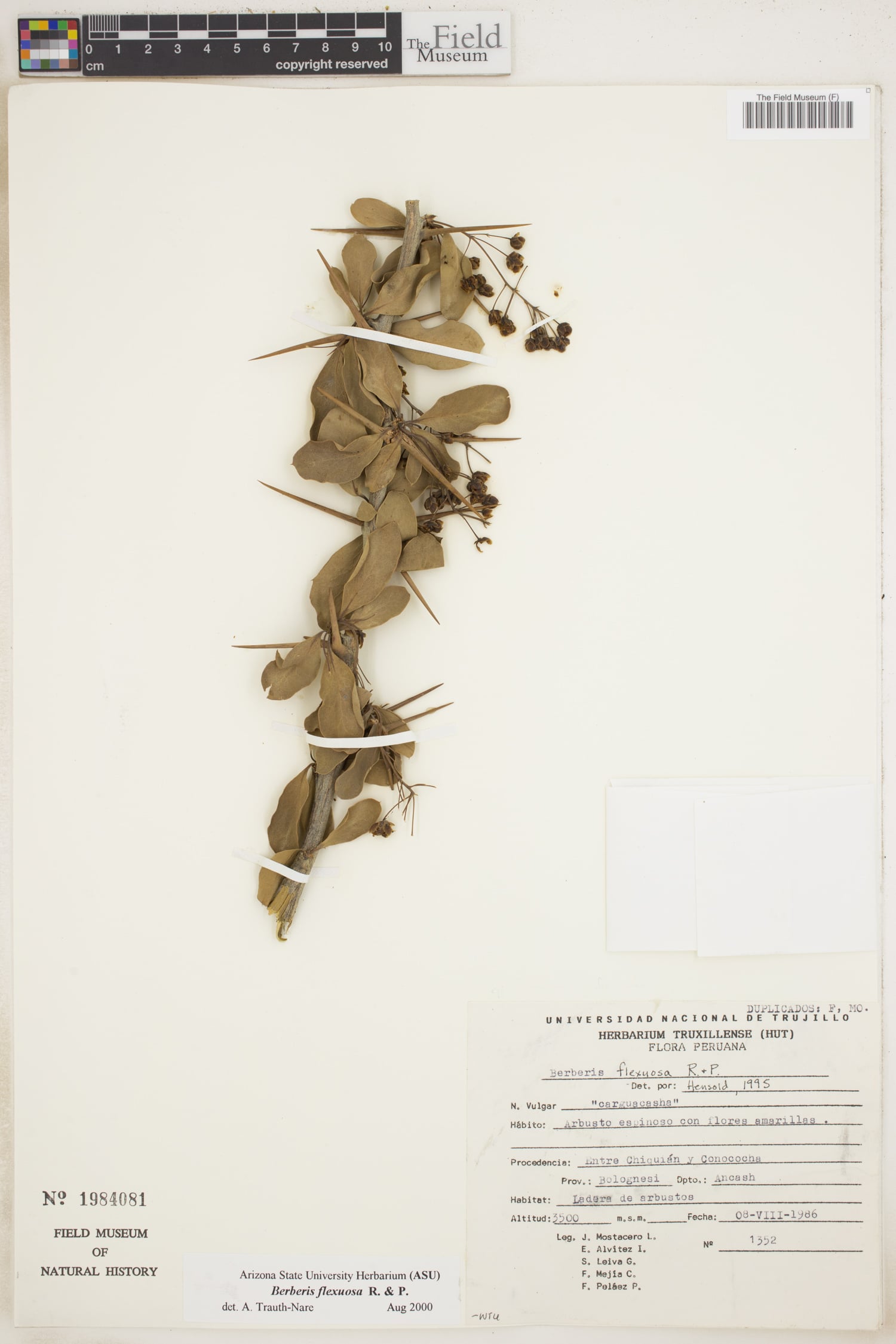 Berberis flexuosa — photo