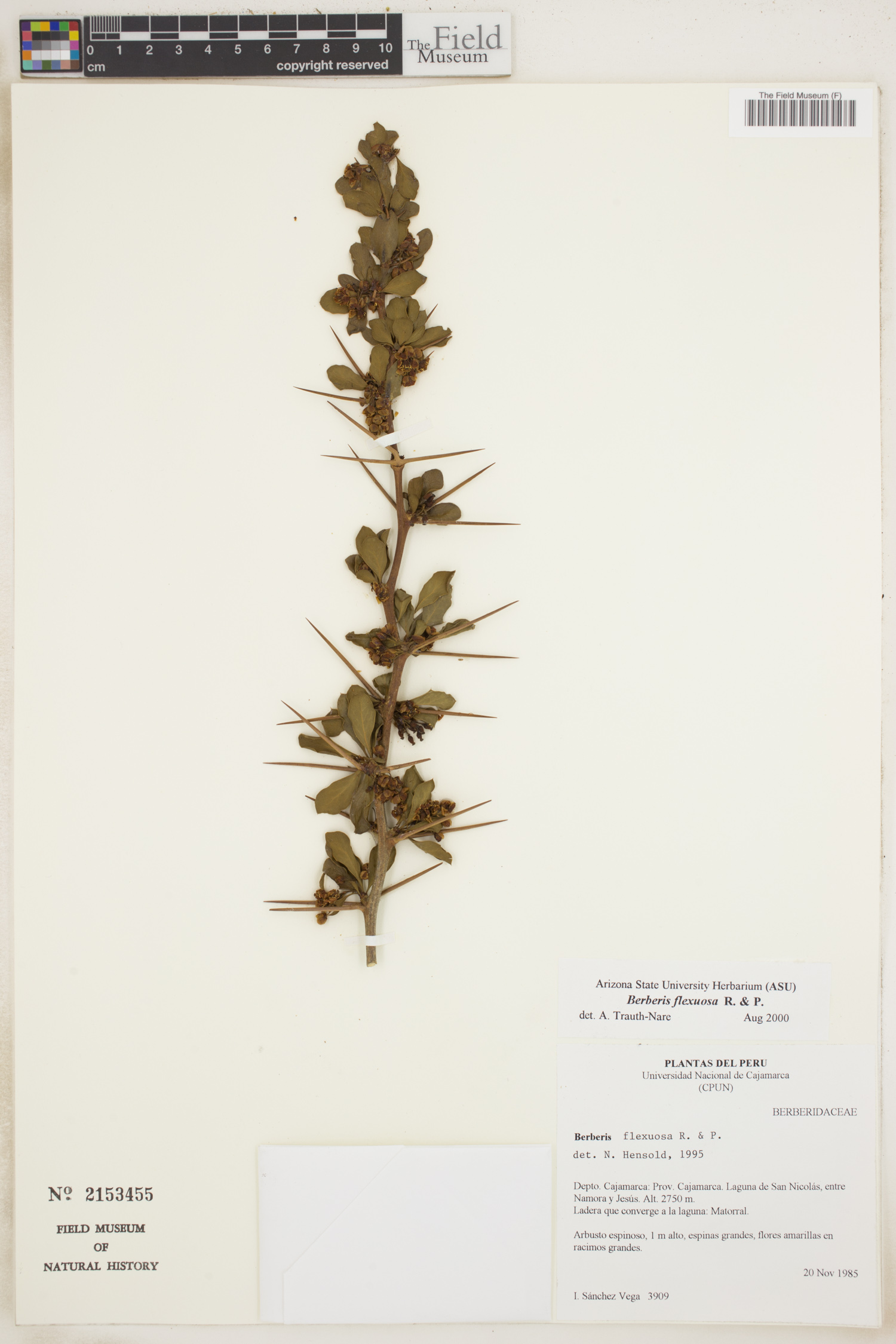 Berberis flexuosa — photo