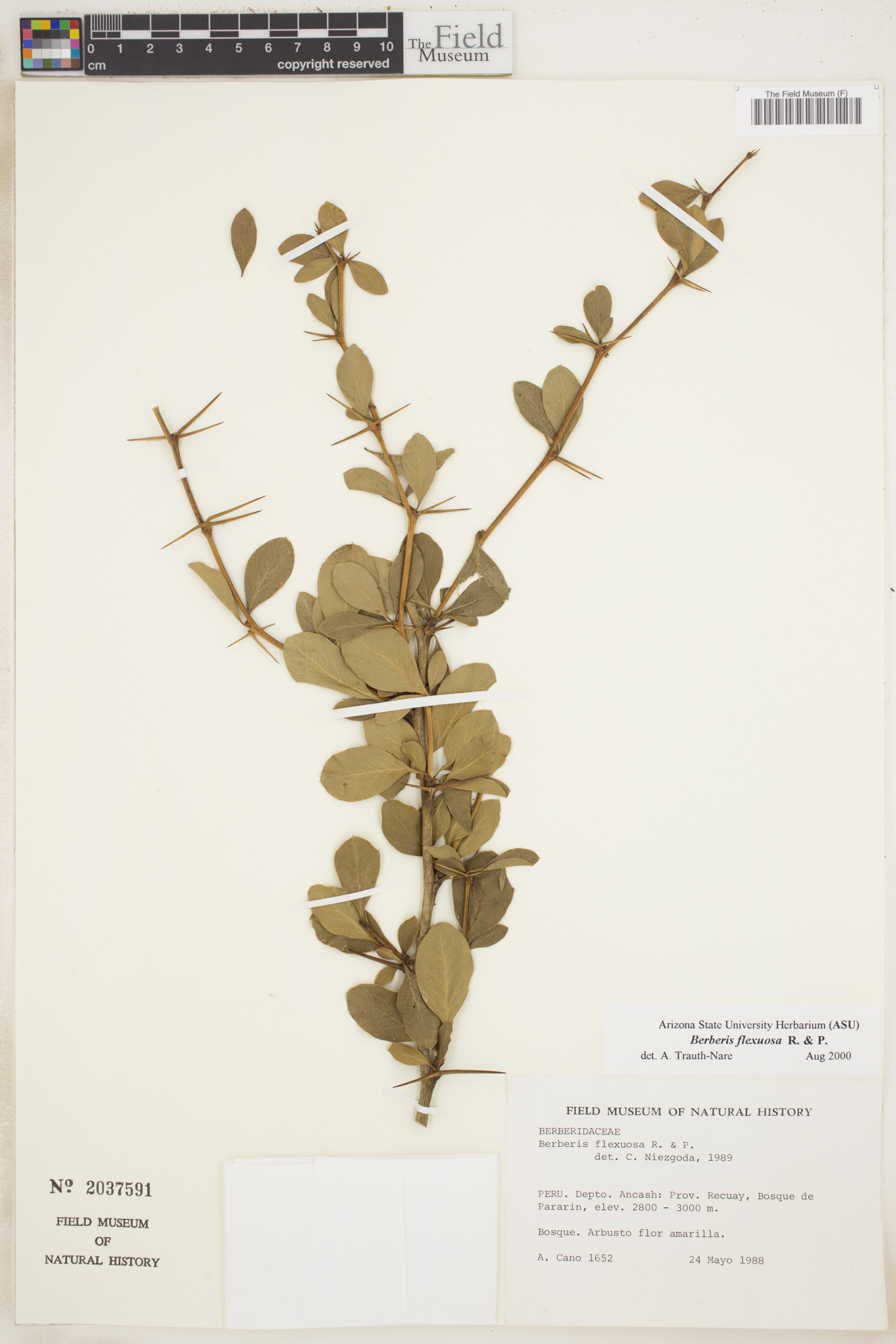Berberis flexuosa
