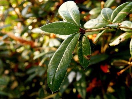 Berberis gagnepainii (Gagnepain's barberry) — photo