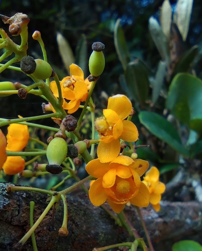 Berberis glauca — photo