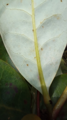 Berberis glauca