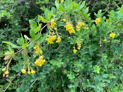 Berberis glaucocarpa — photo