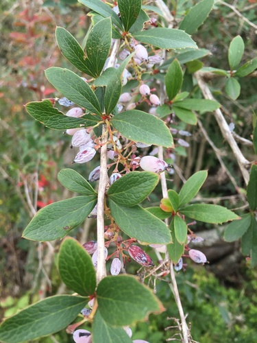 Berberis glaucocarpa — photo