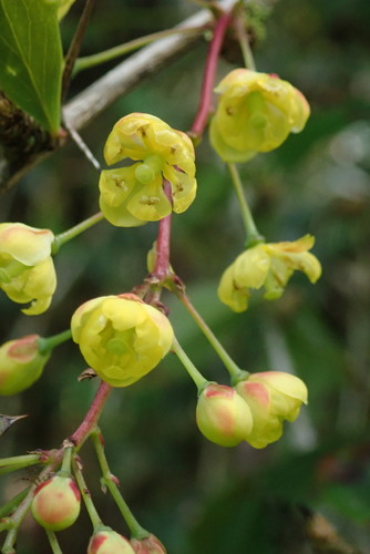 Berberis glaucocarpa