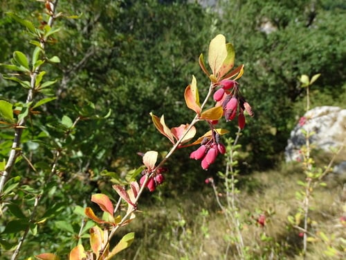 Berberis heterophylla (Michay) — photo