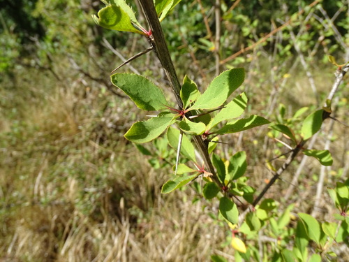 Berberis heterophylla (Michay) — photo