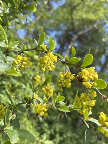 Berberis heterophylla