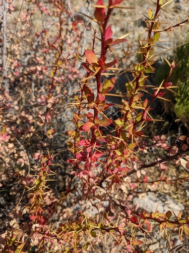 Berberis holstii (Muthundi) — photo