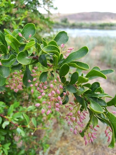 Berberis iliensis (Illiyskei barberry) — photo