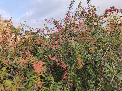 Berberis iliensis (Illiyskei barberry) — photo