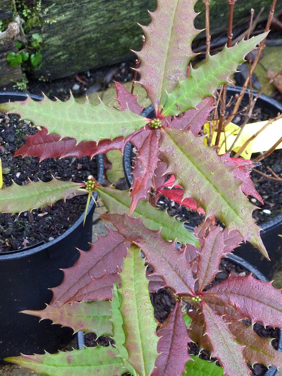 Berberis insignis