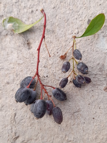Berberis integerrima (Integrifolius barberry) — photo