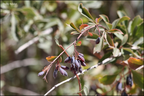 Berberis integerrima