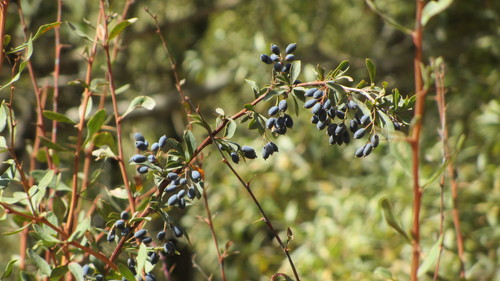 Berberis integerrima (Integrifolius barberry) — photo