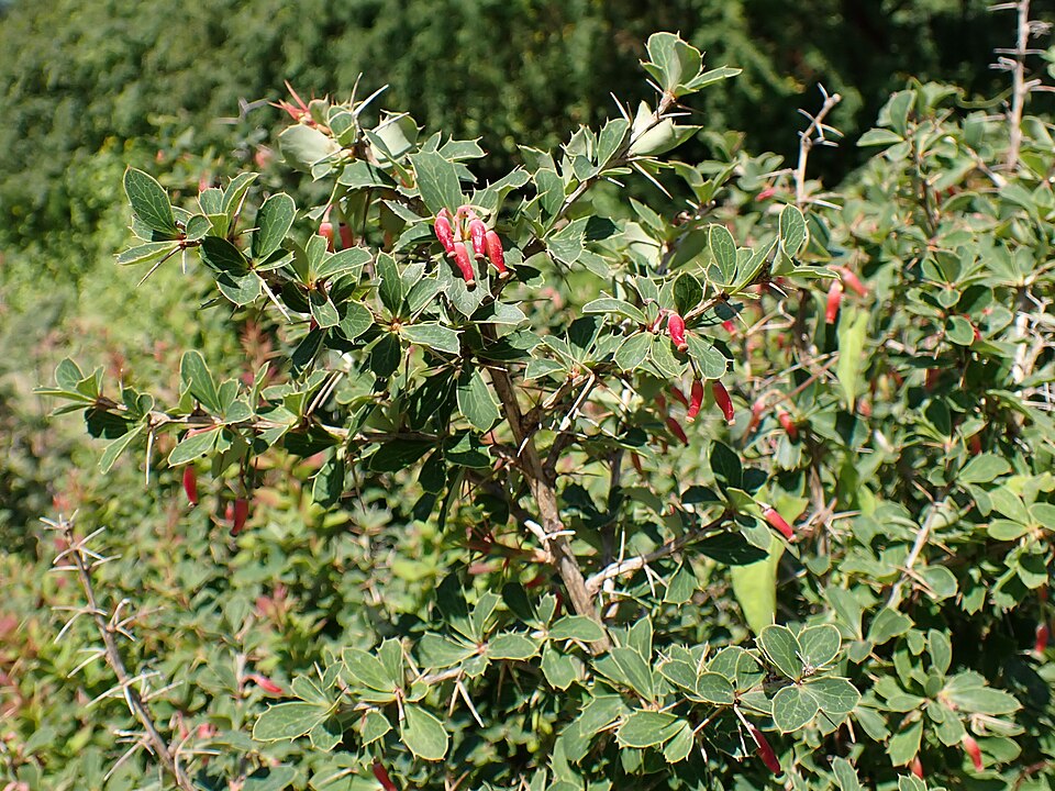 Berberis jaeschkeana (Dam) — photo