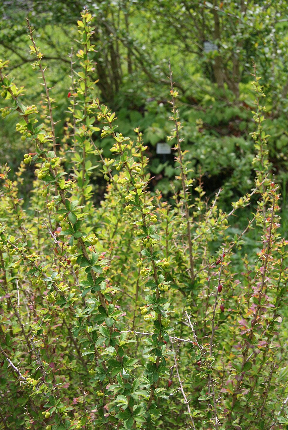 Berberis jaeschkeana (Dam) — photo
