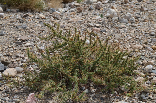 Berberis kaschgarica — photo