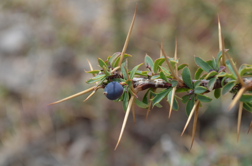 Berberis kaschgarica — photo