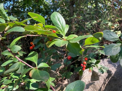 Berberis koreana (Korean barberry) — photo