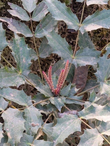 Berberis leschenaultii — photo