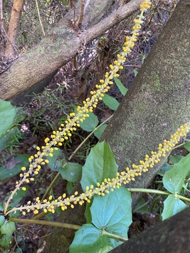 Berberis leschenaultii
