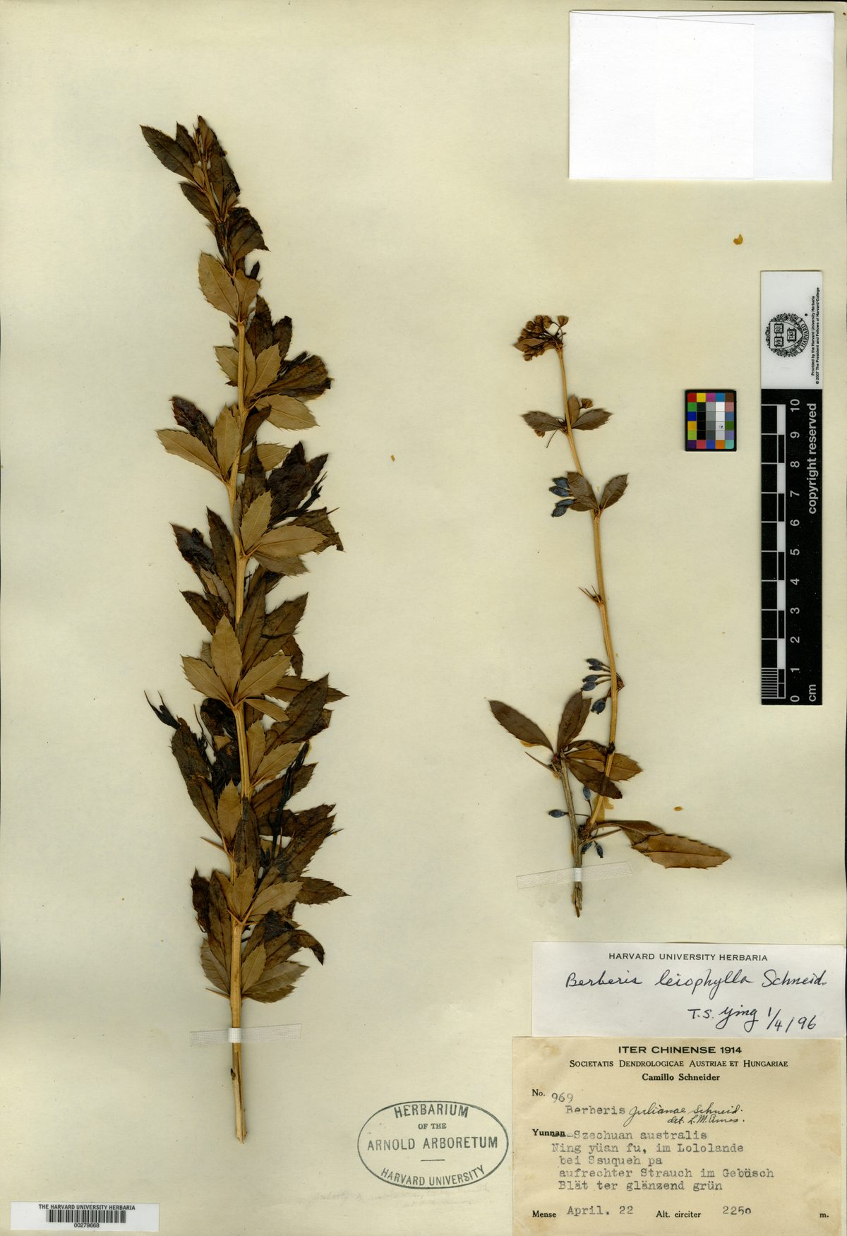 Berberis liophylla — photo