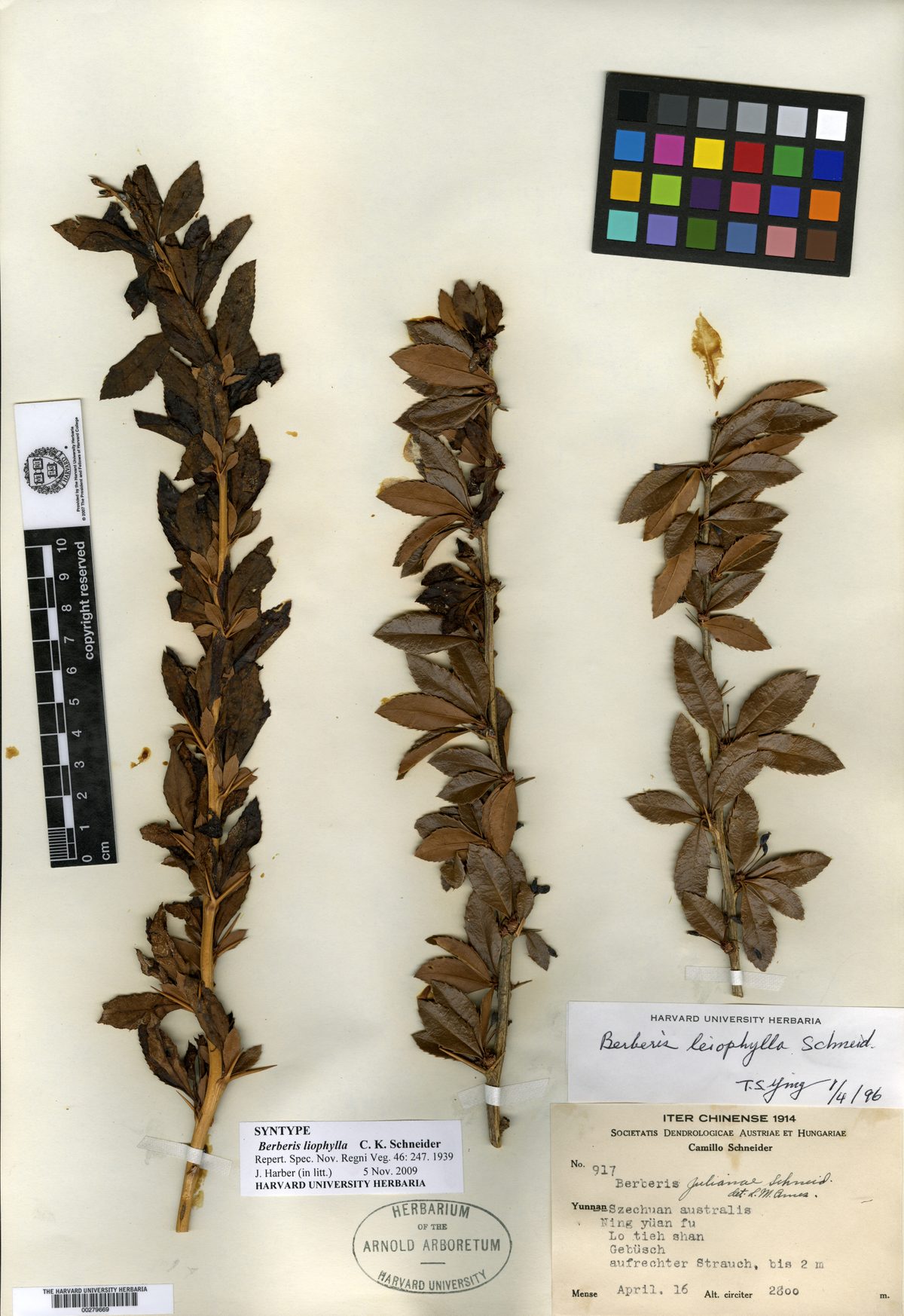 Berberis liophylla — photo