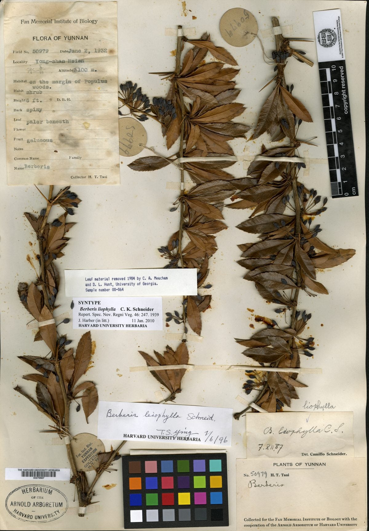 Berberis liophylla