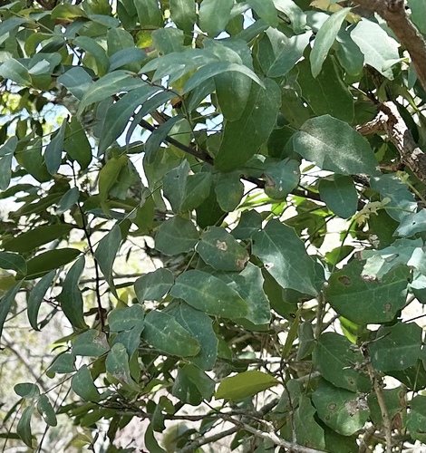 Berberis longipes — photo