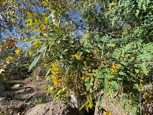 Berberis longipes