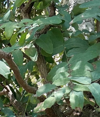 Berberis longipes — photo