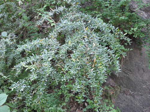 Berberis lycium (Indian Lycium) — photo