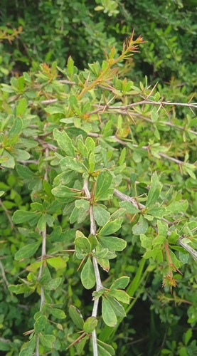 Berberis lycium