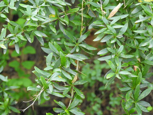 Berberis lycium (Indian Lycium) — photo