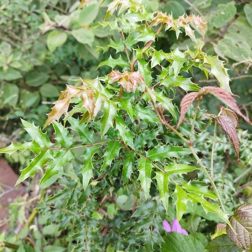 Berberis moranensis — photo