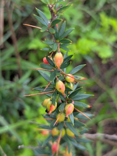 Berberis mucrifolia (Box-leafed barberry) — photo