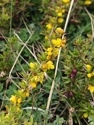 Berberis mucrifolia