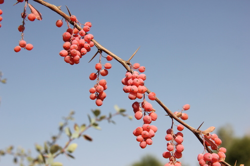 Berberis nummularia (Monetary barberry) — photo