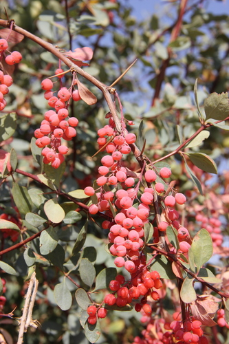 Berberis nummularia
