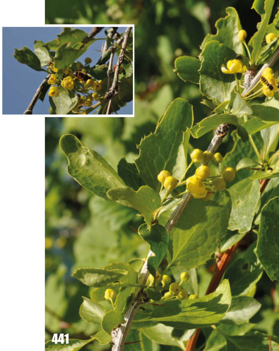 Berberis oblonga (Oblong barberry) — photo