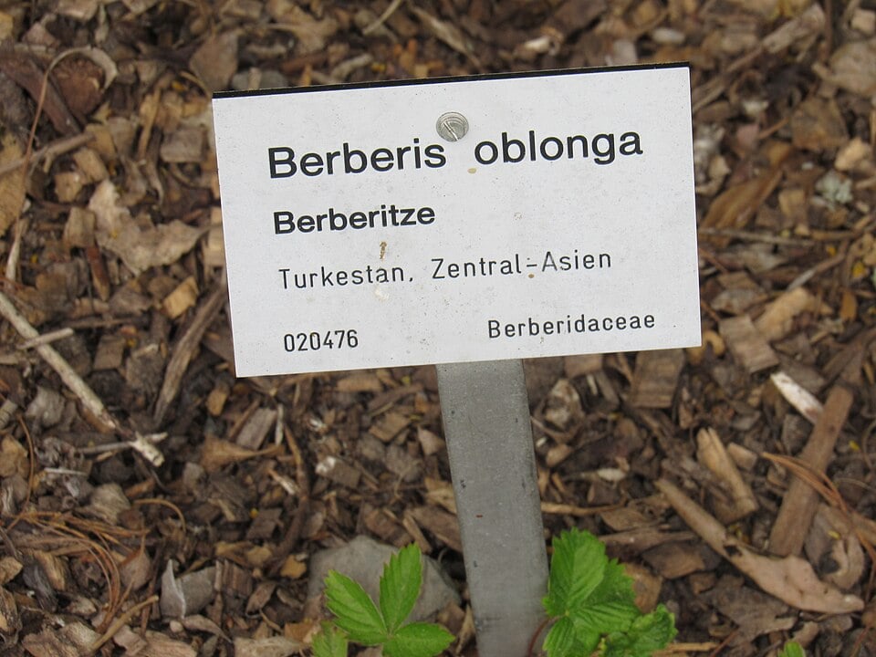 Berberis oblonga (Oblong barberry) — photo