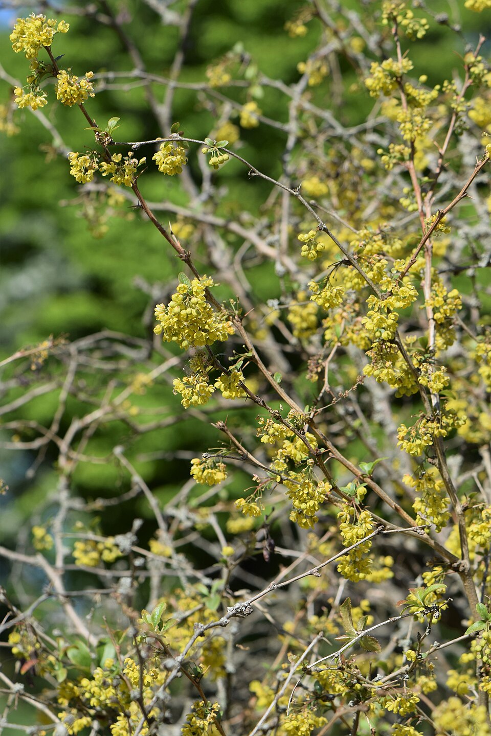 Berberis oblonga