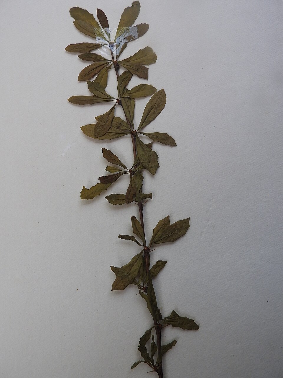 Berberis petiolaris — photo