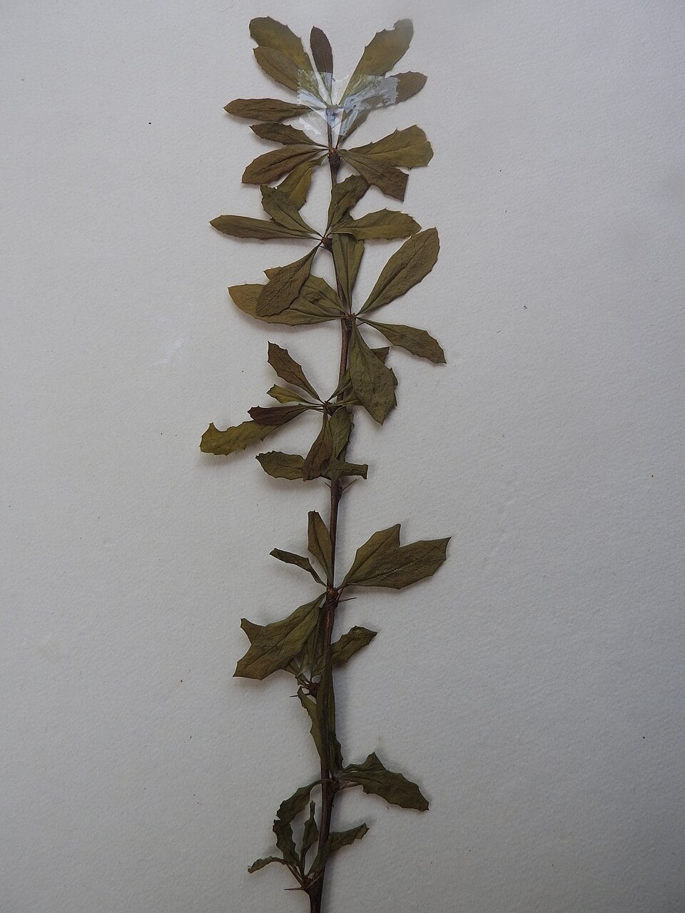 Berberis petiolaris
