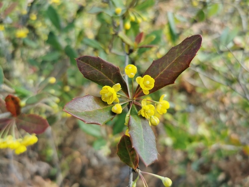 Berberis pruinosa — photo