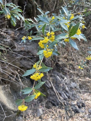 Berberis pruinosa — photo